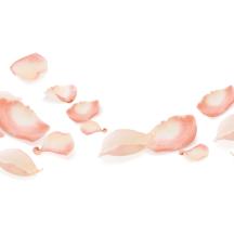 Vegetal Óleo de 1000 Rosas